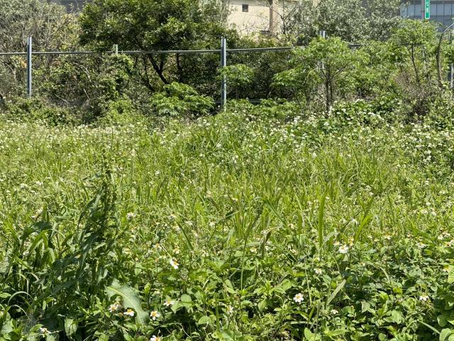 觀音建地-0